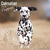 Dalmatian Puppy Calendar